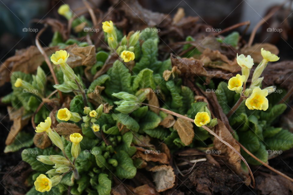 yellow spring flowers