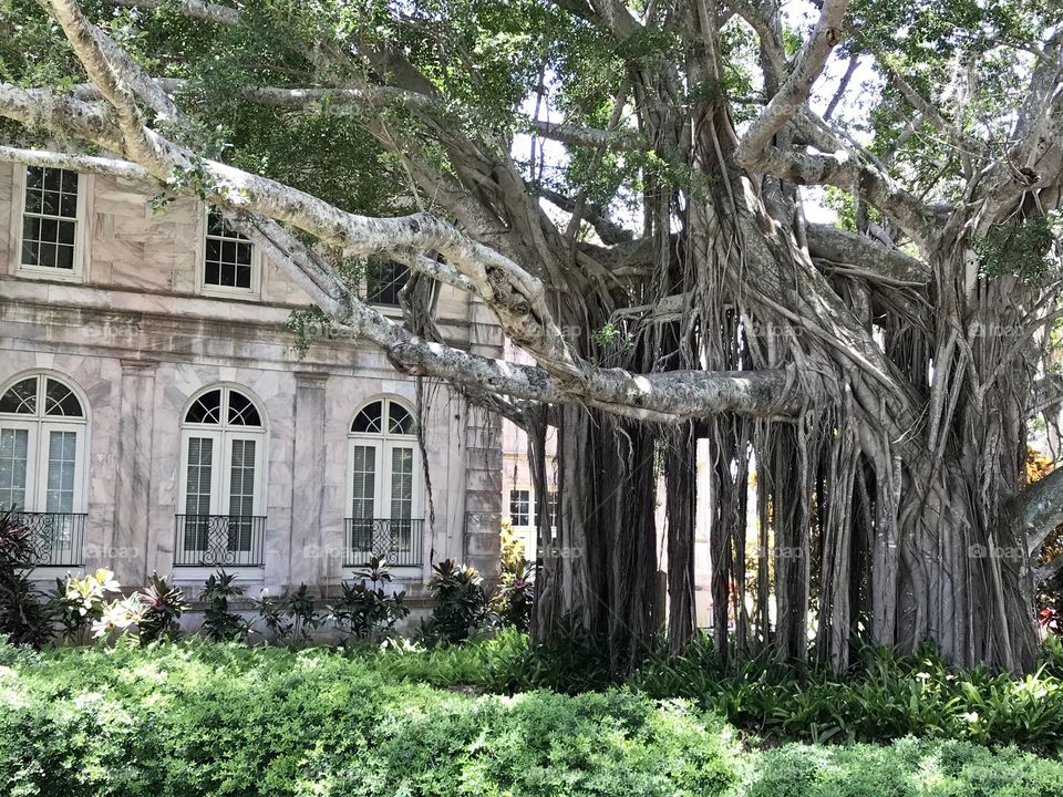 Banyon tree framed mansion 