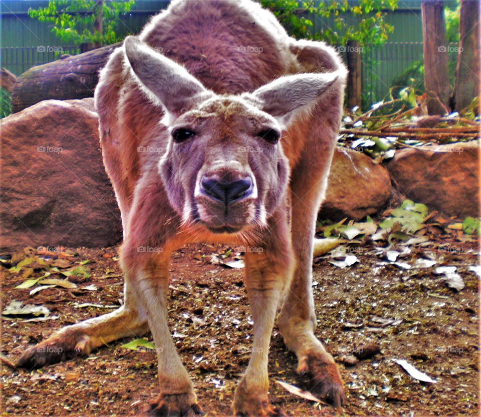 Australian Kangaroos Portrait