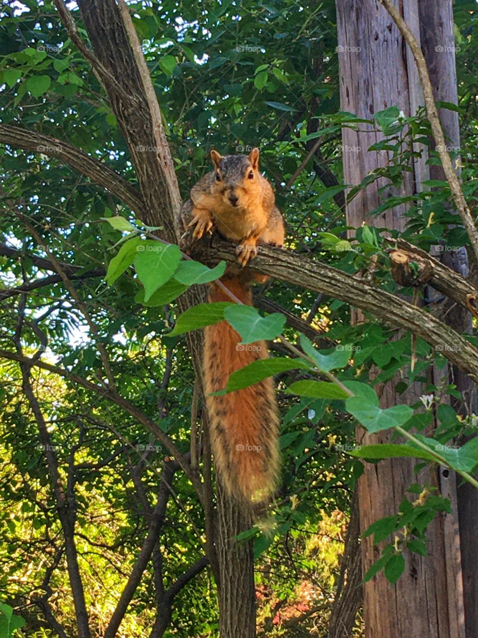 My Forest Friend The Spying Squirrel 