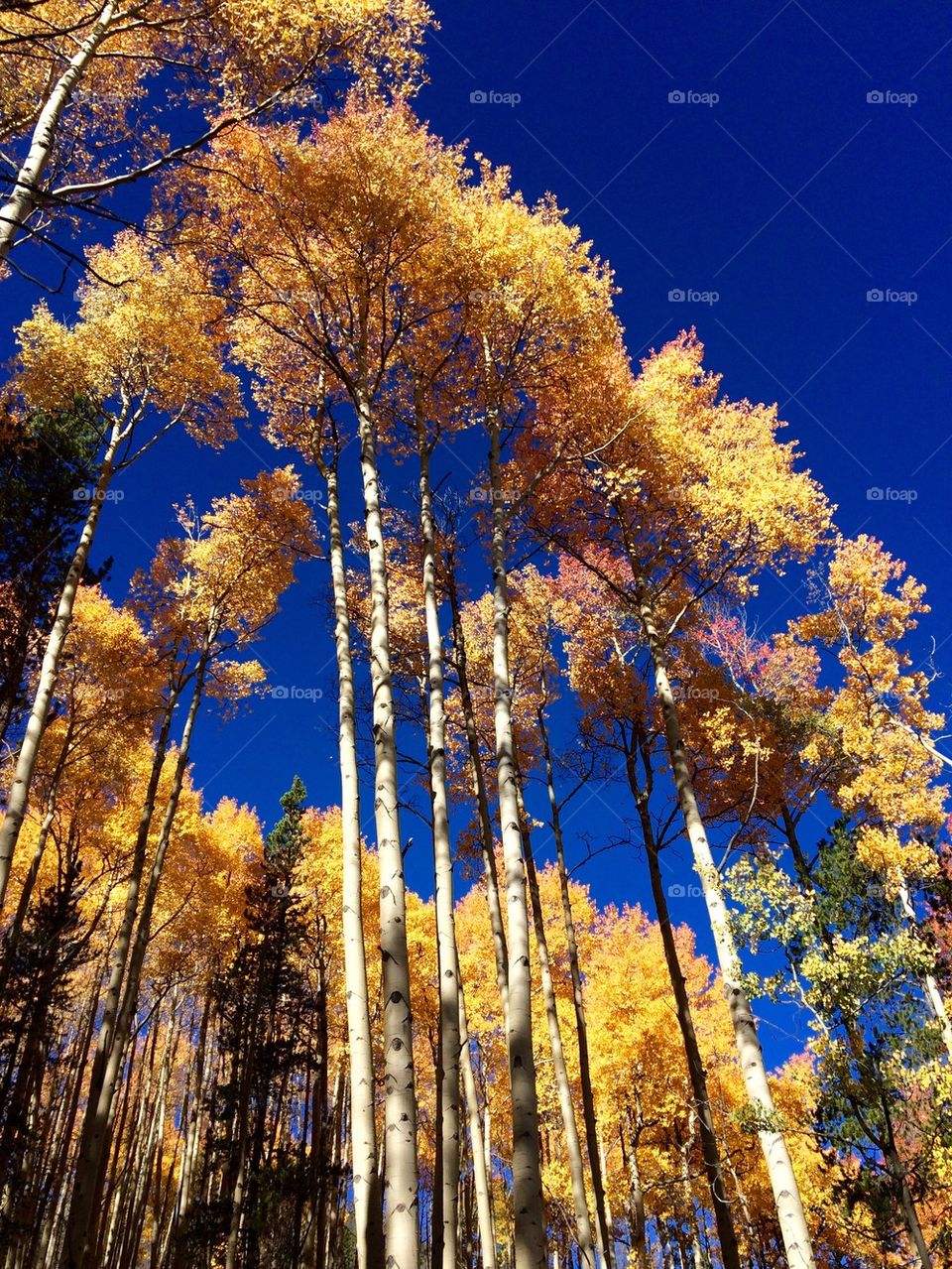 Golden Aspens