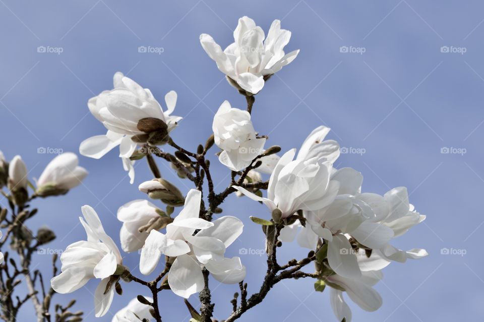 White magnolia blooming - blommande vit magnolia 
