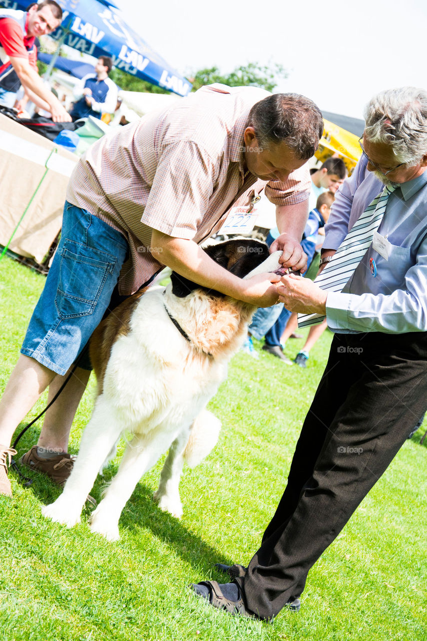 saint bernard dog at contest