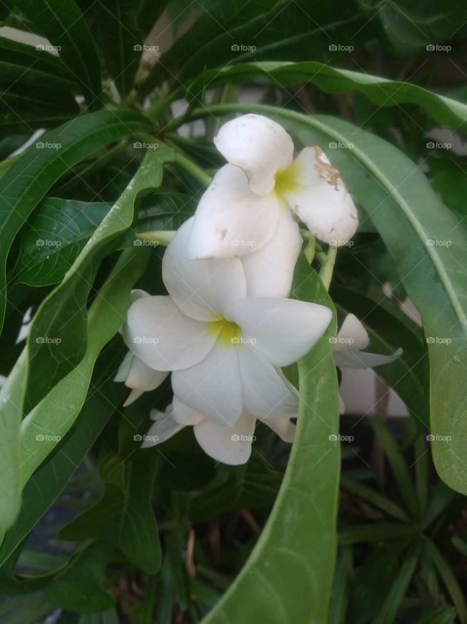 white flower seasonal fresh shurb small size looks very beautiful generally found everywhere