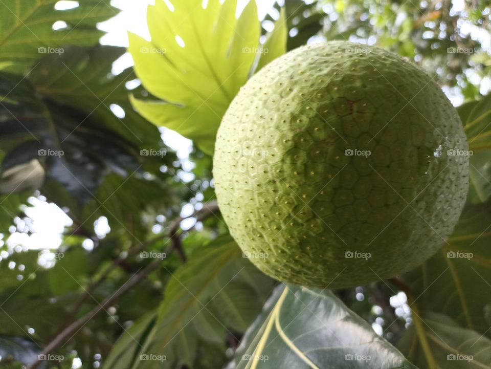 fruit in daylight
