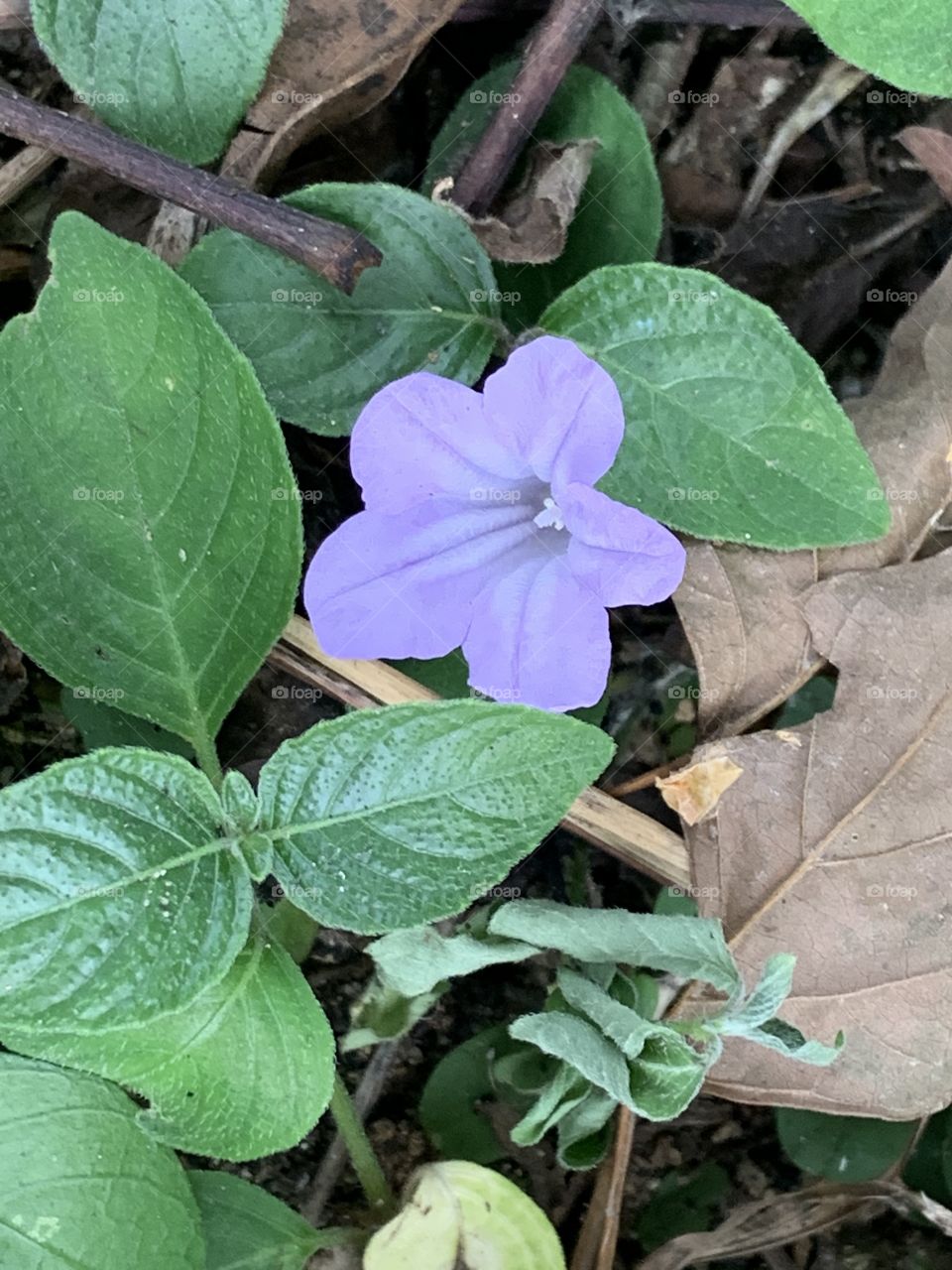 Portrait of a plant.