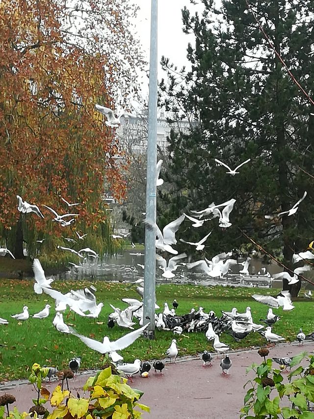 Pigeon