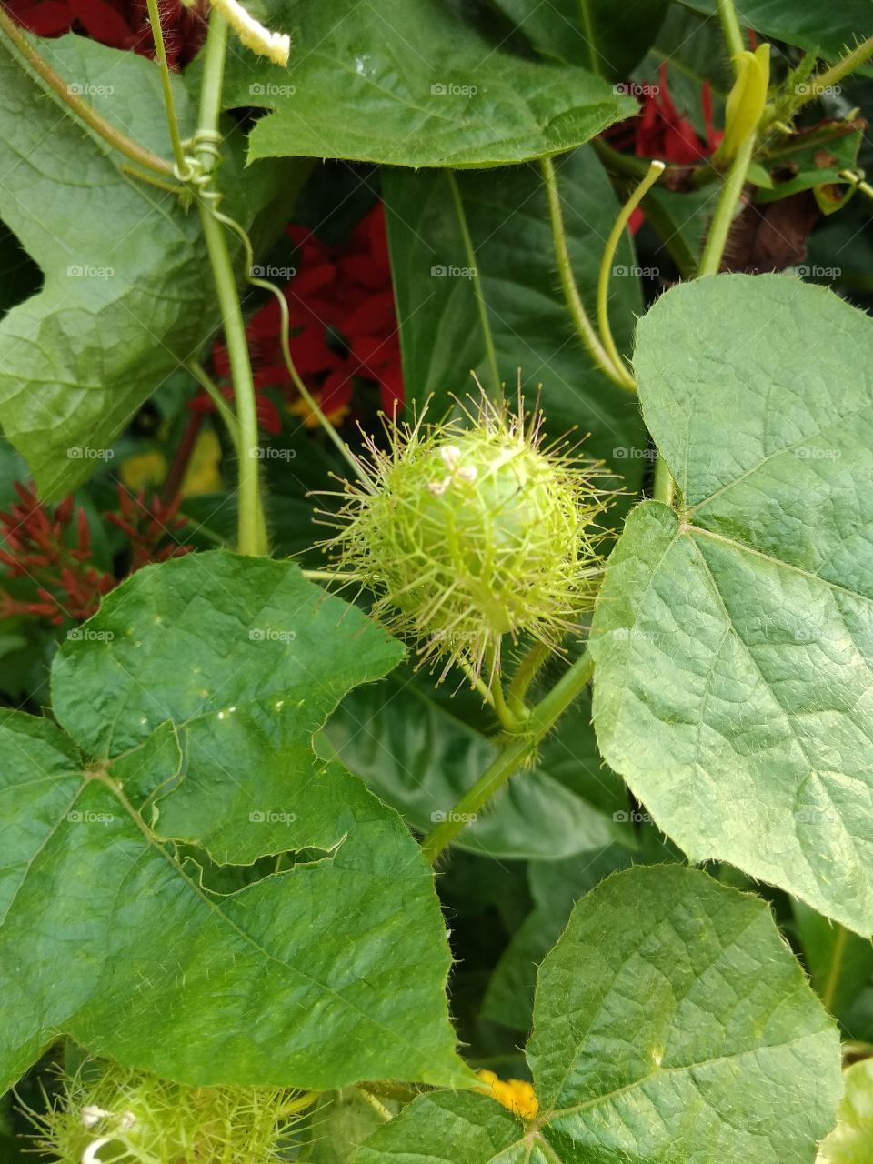 green leaves in the garden