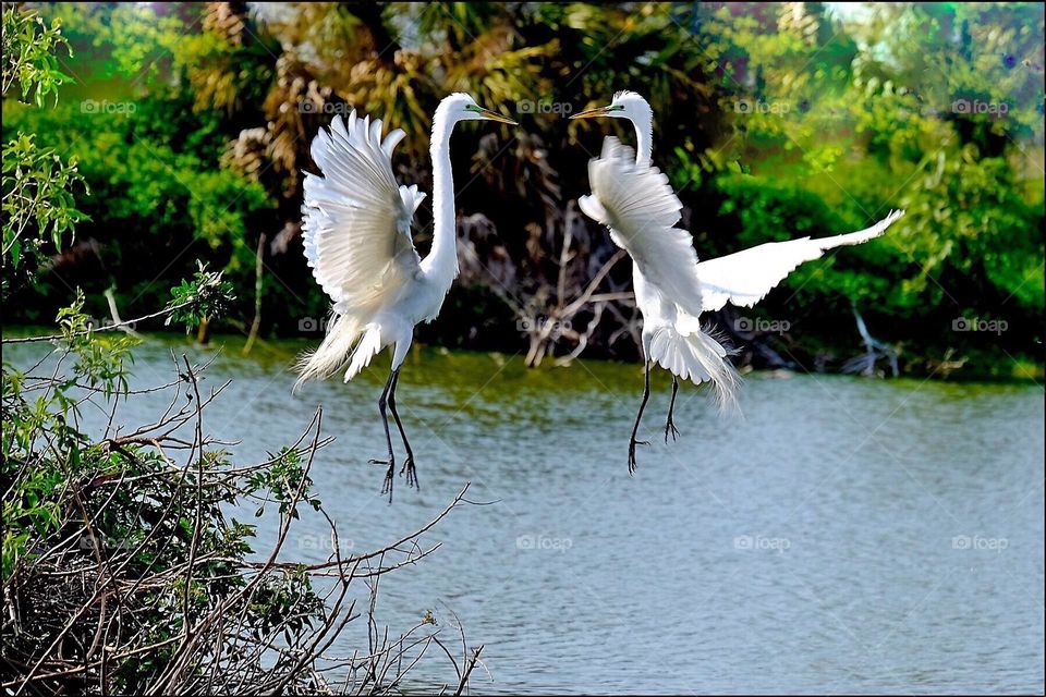 Aerial courtship dance of Great White Egrets.