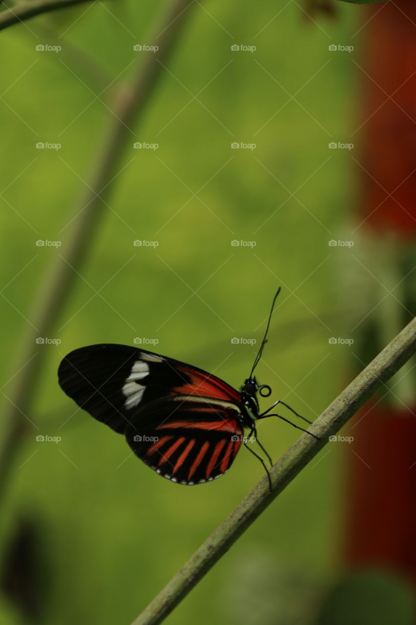 Red and black butterfly onna branch close-up with striking distinct outlines and blurred background focus 