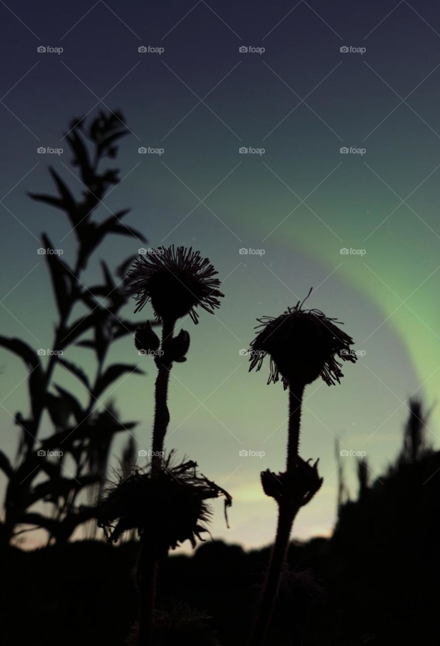 Plantas ao anoitecer