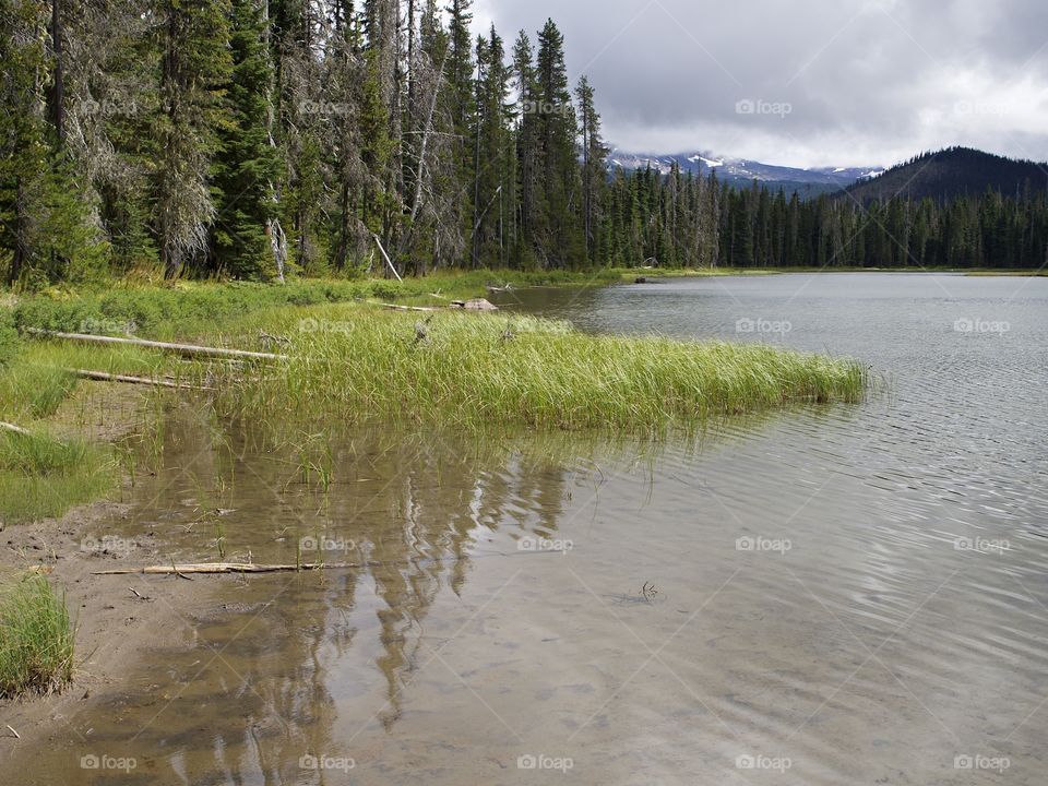 The grassy shoreline of Scott Lake in the mountain forests of Oregon on a summer day.