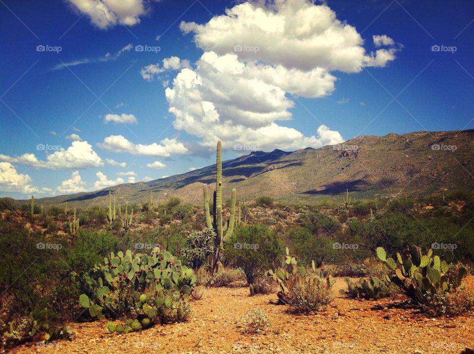 Desert in southeastern Arizona with cactus and blue sky