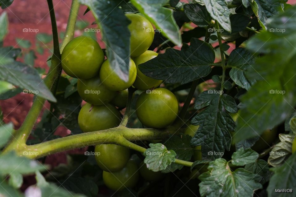 Tomato garden
