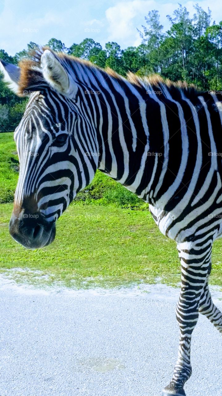 Zebra
Drive-Thru Zoo Florida