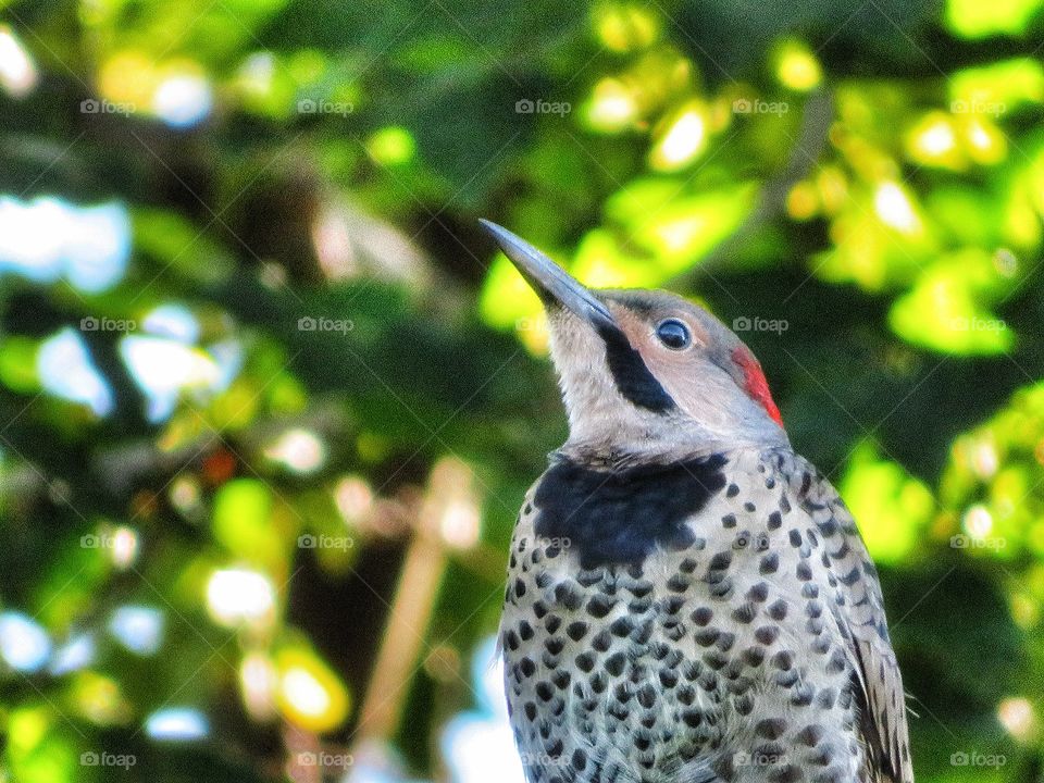 Northern flicker - my Yard