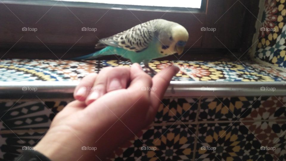 My lover parrot on my hand.