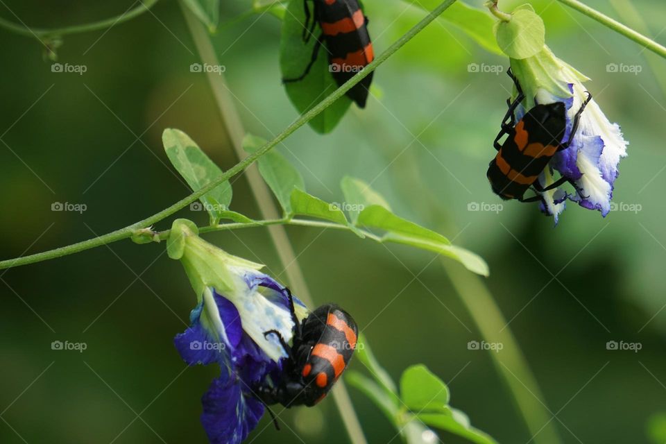 Beautiful  hycleus bug