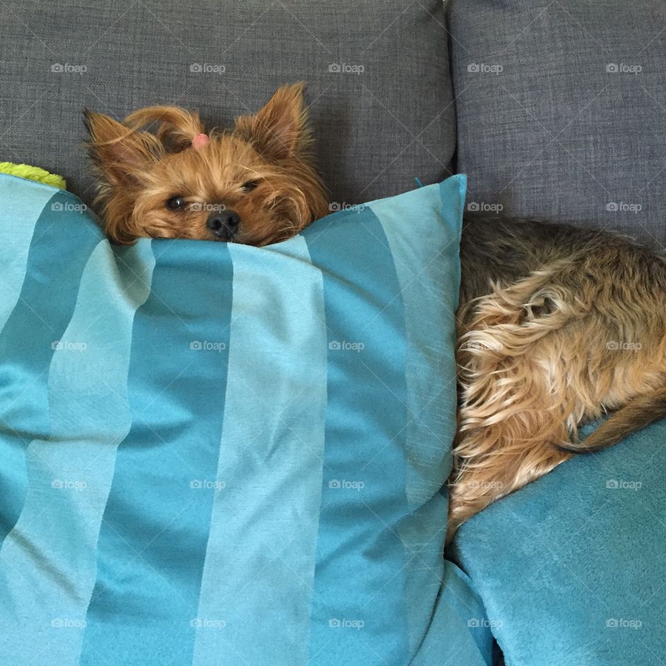 Hiding behind cushions 