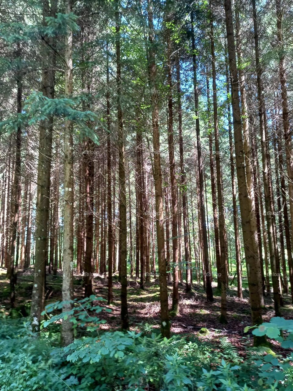 Summer Sunlight in the Forest