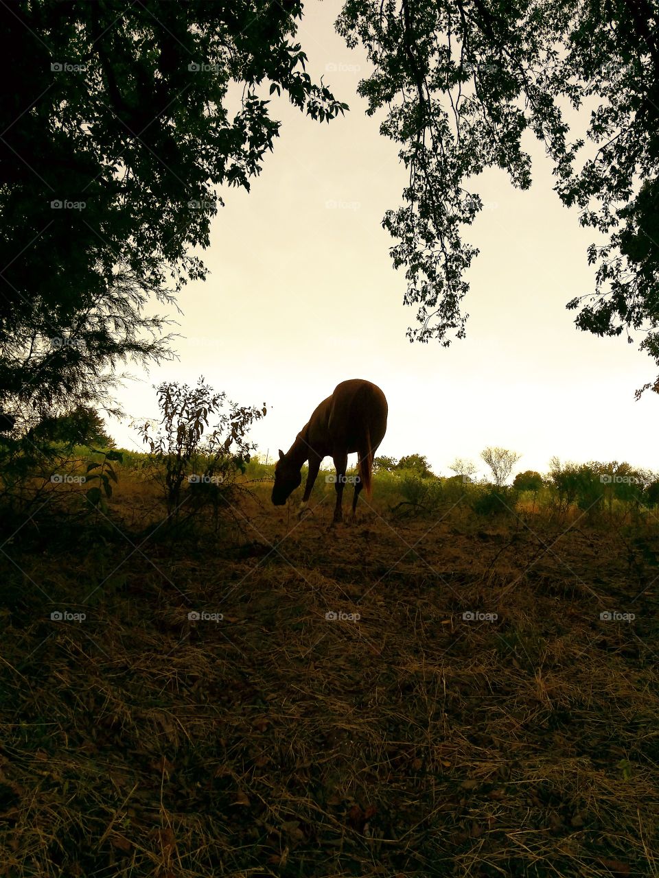 Grazing Horse Silhouette