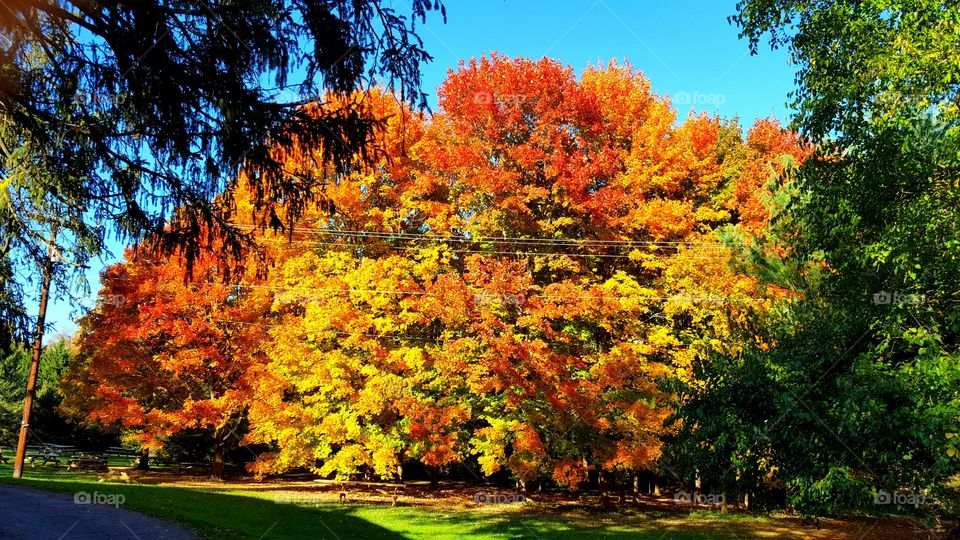 Fall foliage at its peak...