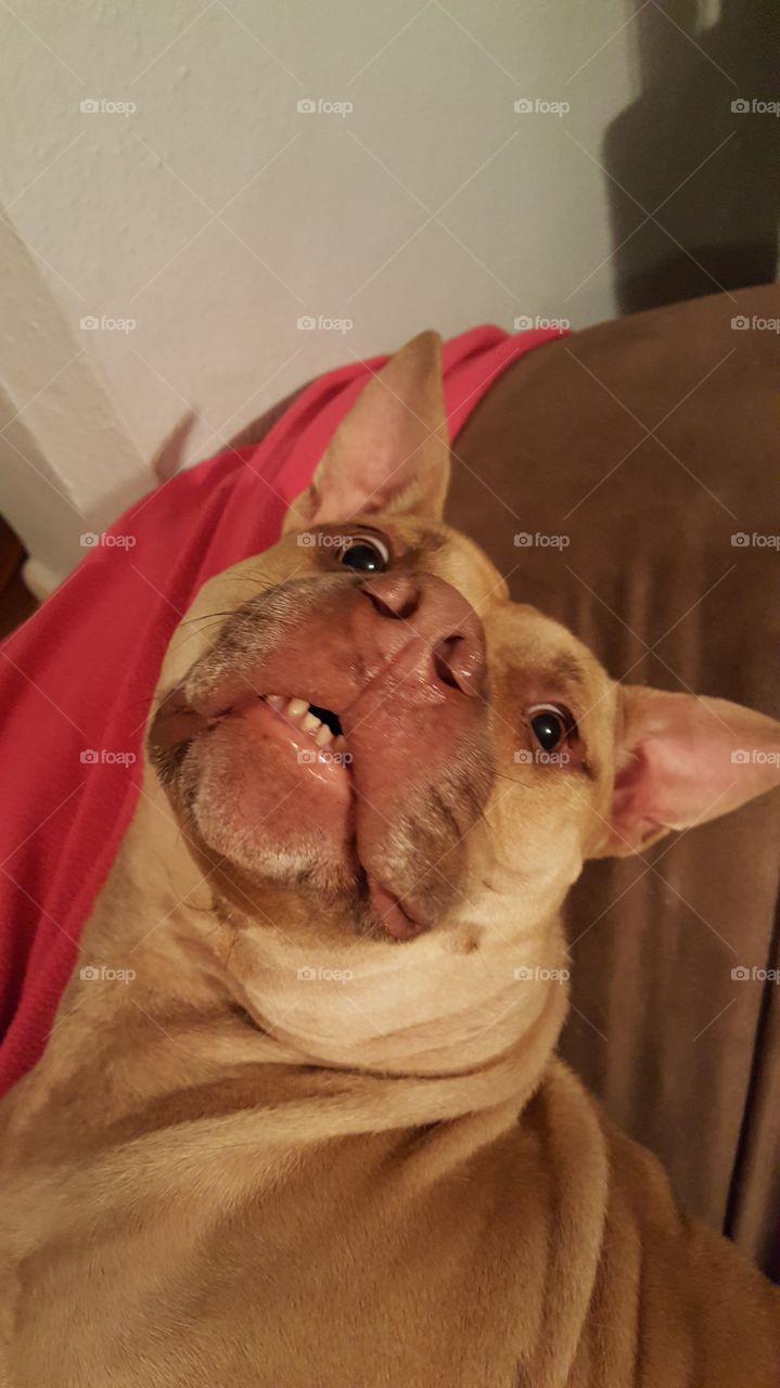 goofy pet dog with smiling look