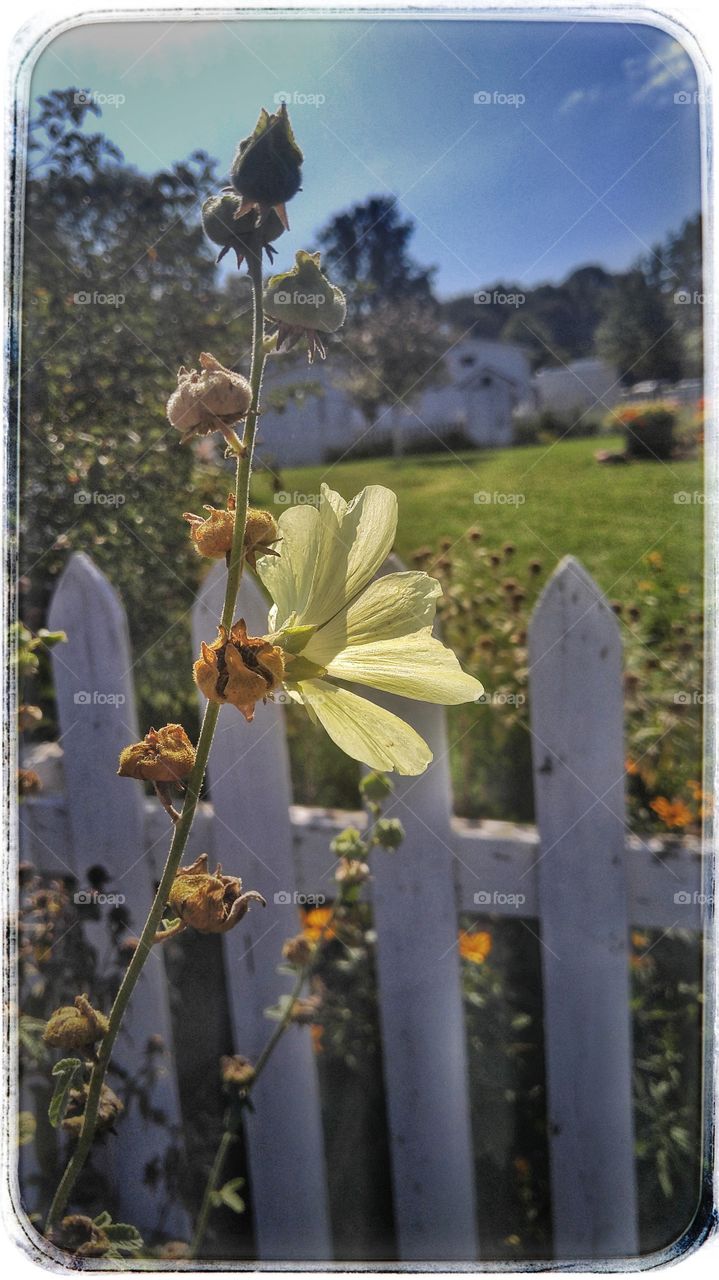 Flowers on a picket fence