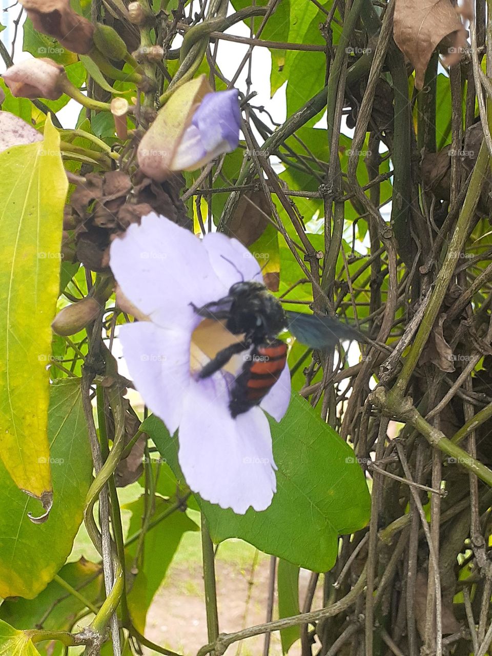 Beautiful flower and Bug