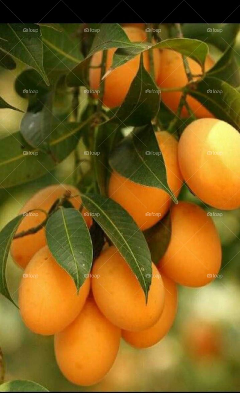 Fresh mango on the tree, Mango tree, yellow fruit.