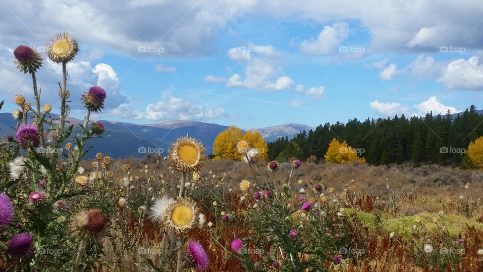 wildflowers in the mountains Colorado