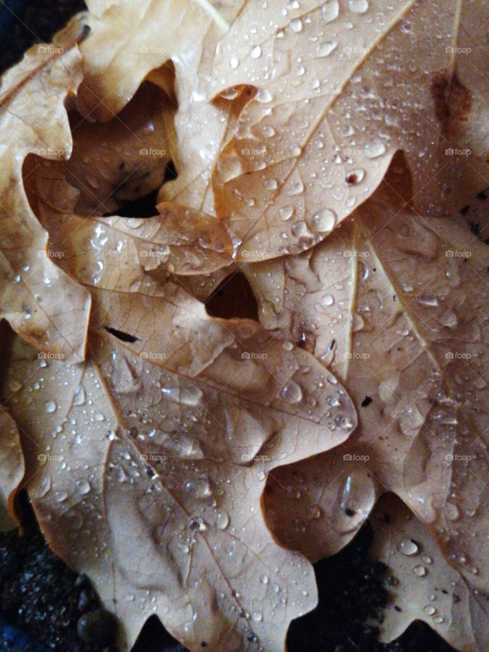 Wet leaves