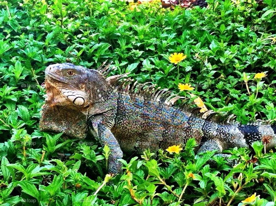 Iguana