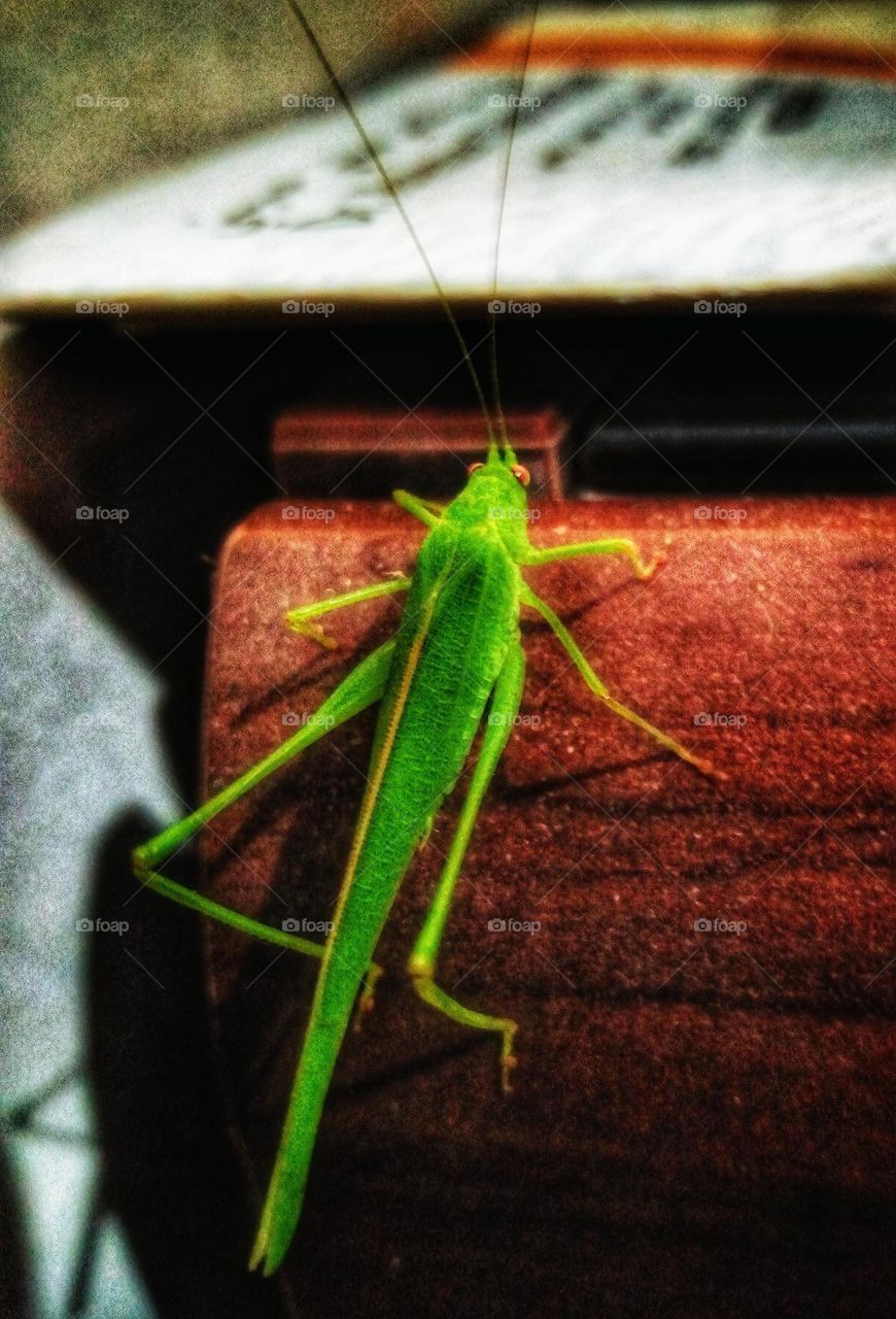 Green insect