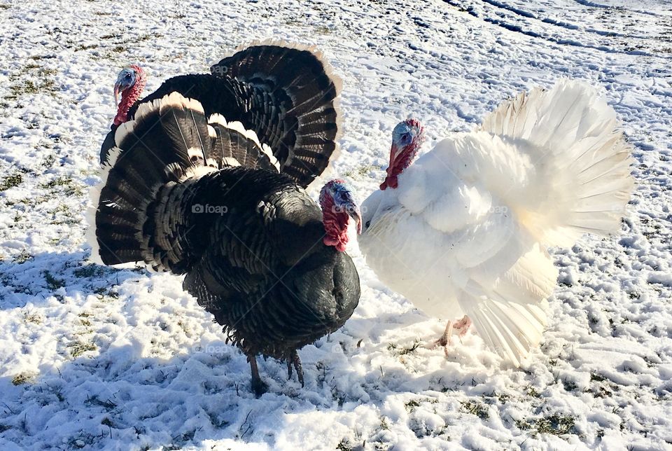 Getting fluffy with it !