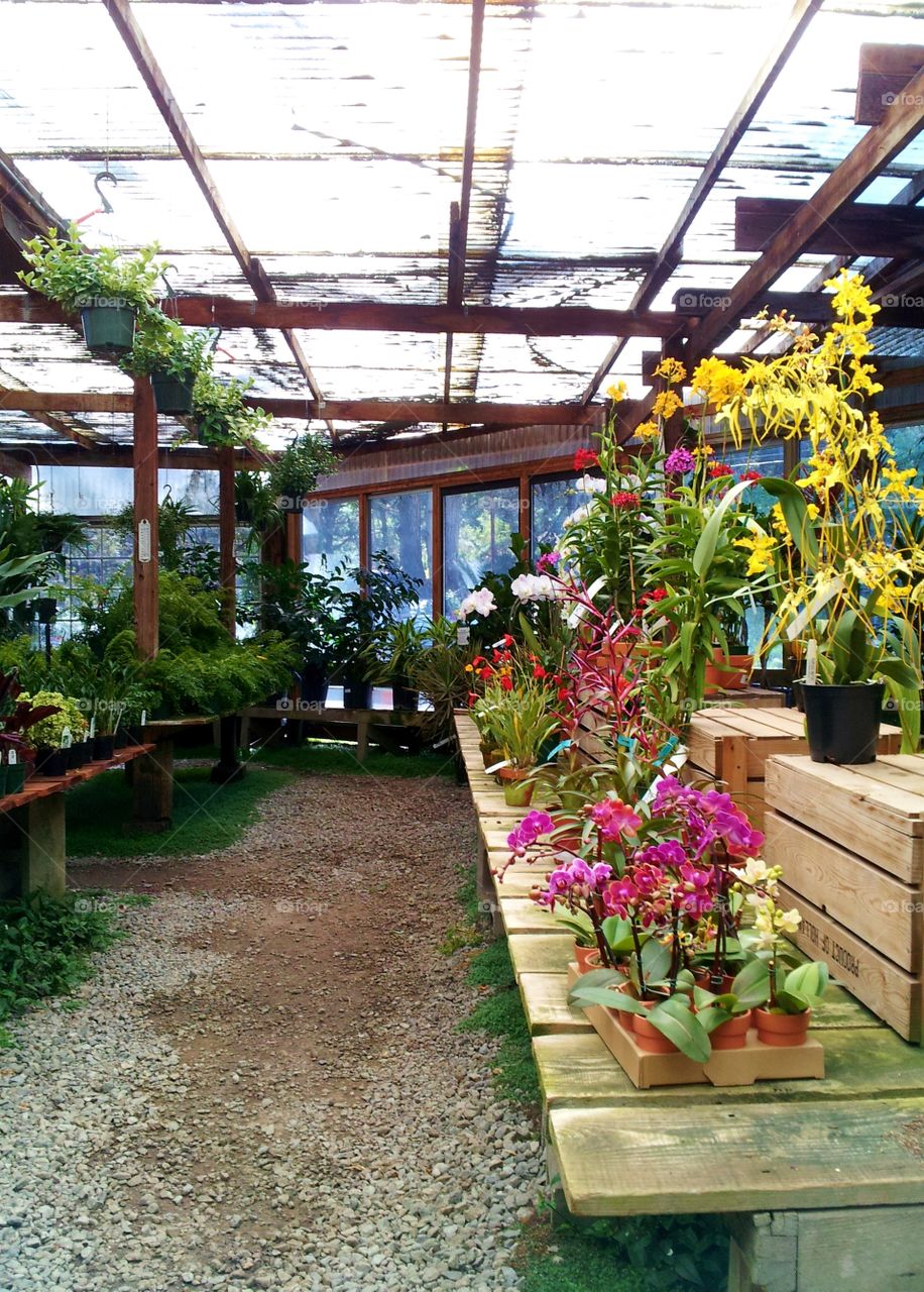 Half Moon Bay flowers