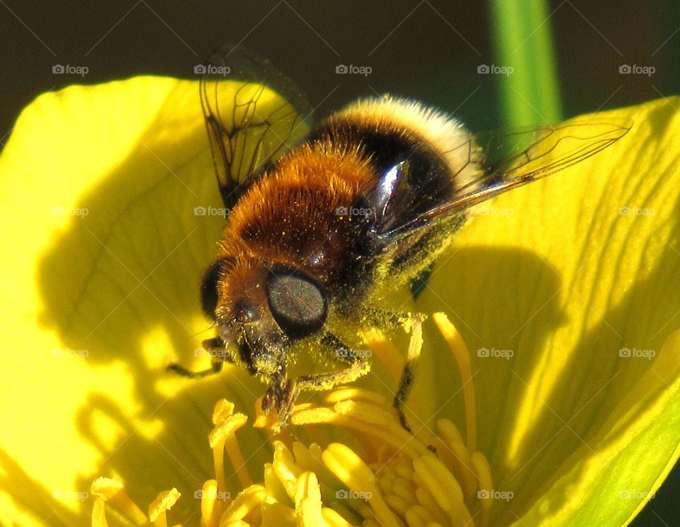 Pollinating