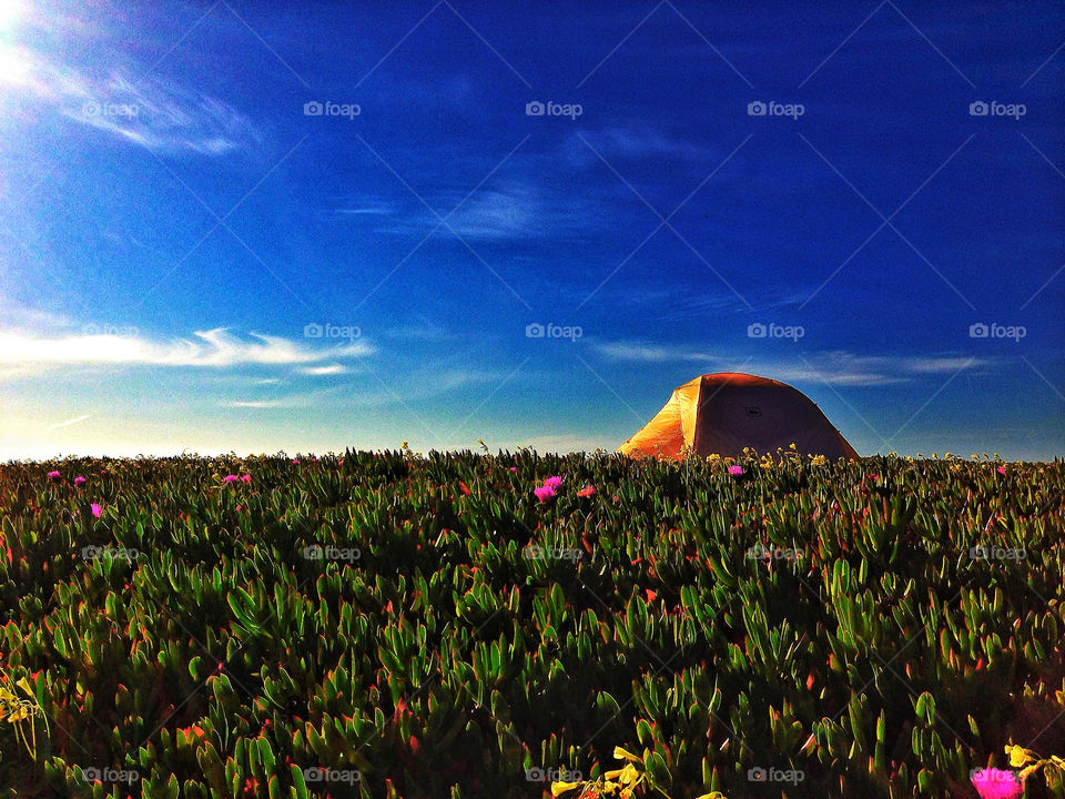 Tent camp at Half Moon Bay California state beach in coastal purple