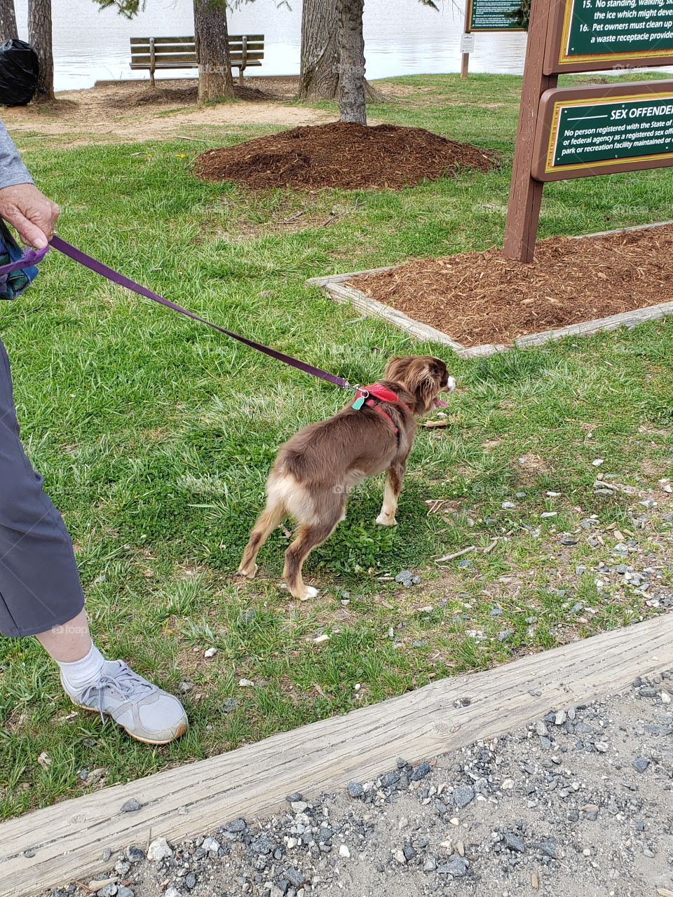Walking mini Aussie Cocoa