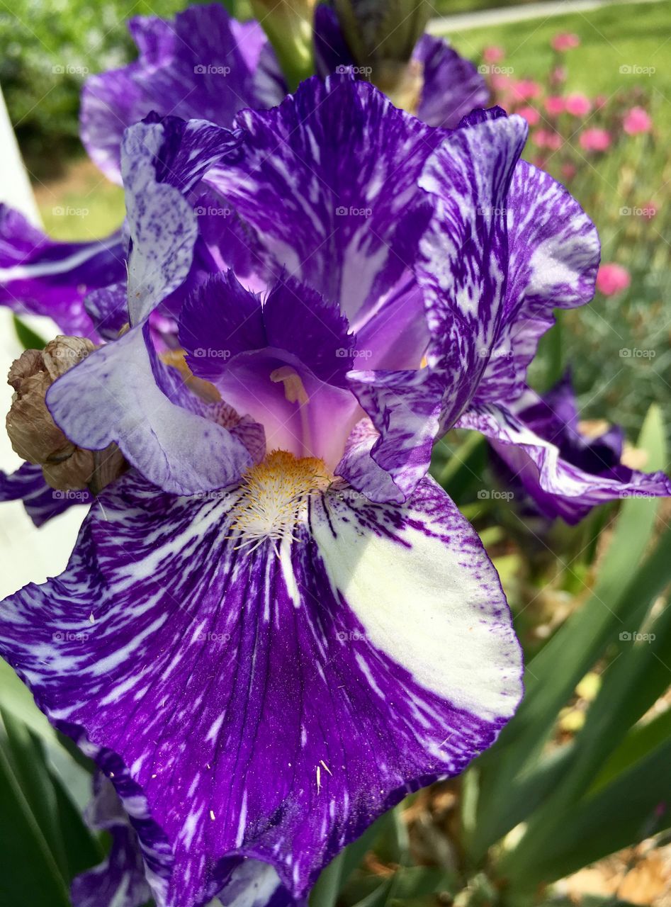 Eye-catching Iris