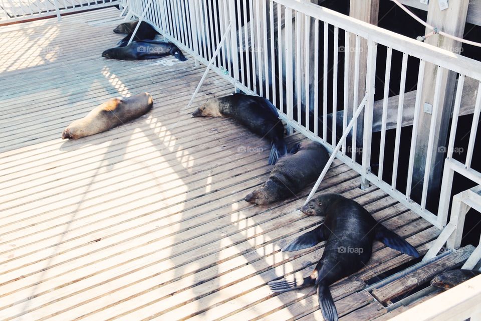 Lazy seals on a wooden jetty 