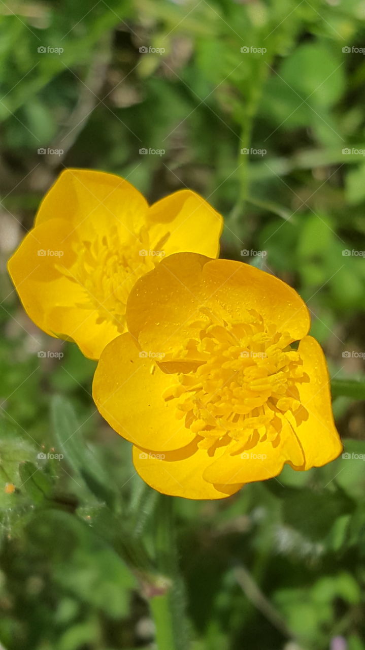 two yellow butter cup flowers