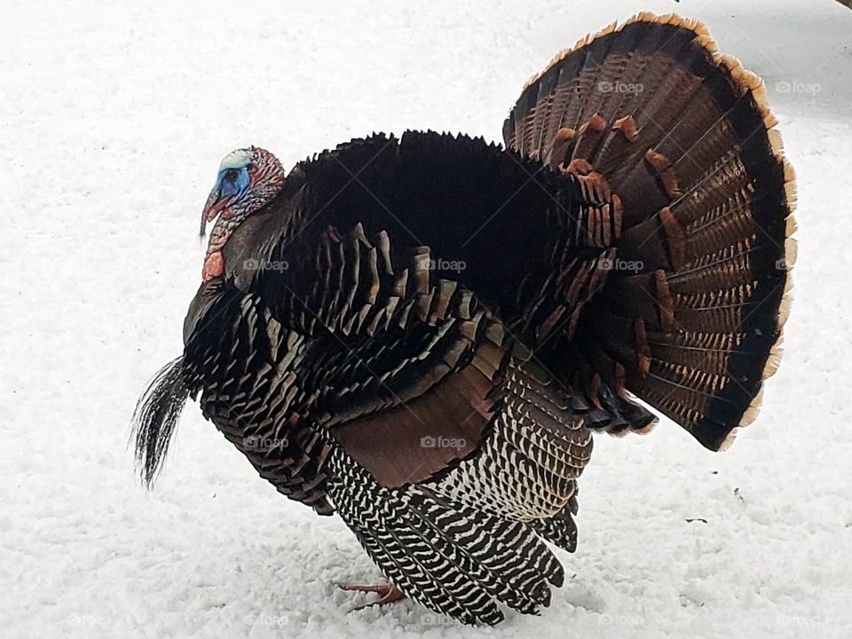 A beautiful Turkey fluffing his feathers.