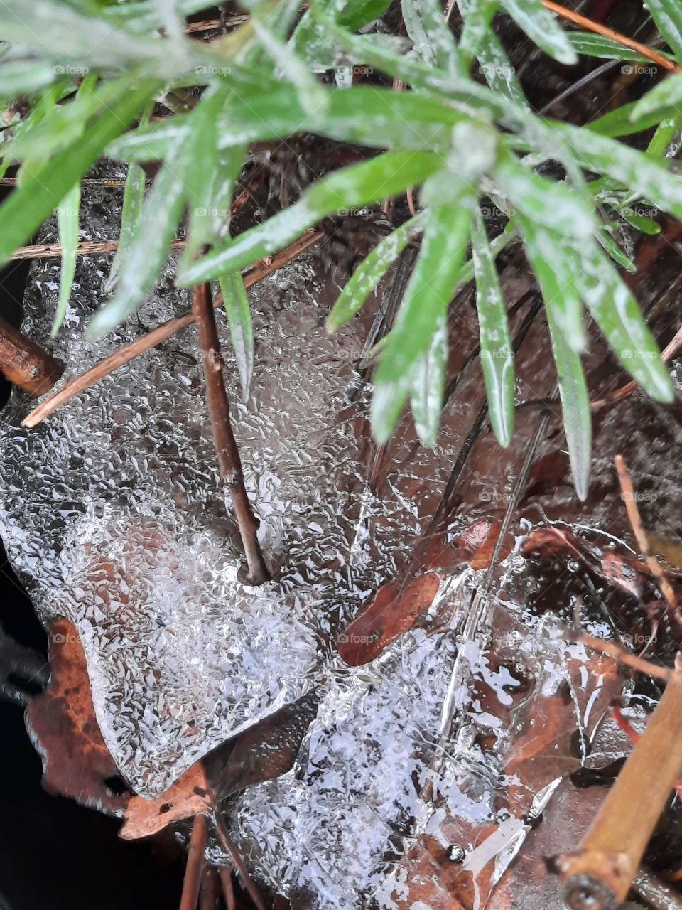 winter garden  with plants embedded in ice