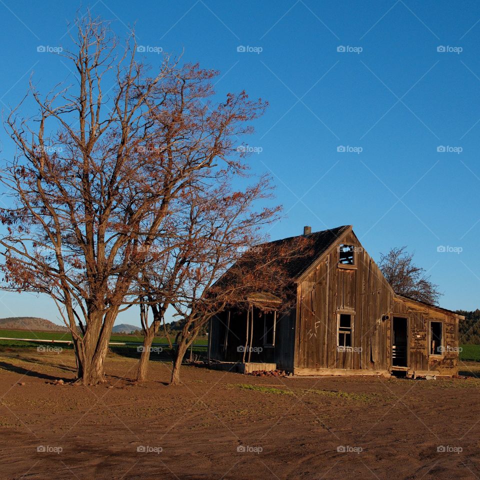 An old, abandoned, wooden homestead with a tree in Central Oregon against a clear blue sky in the golden glow of evening. 