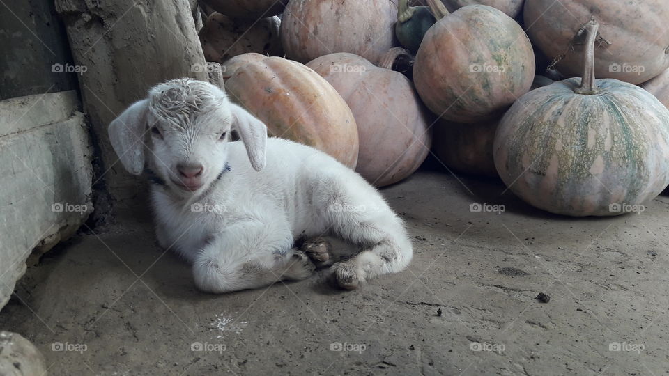 Goat kid taking rest near the pumpkin.