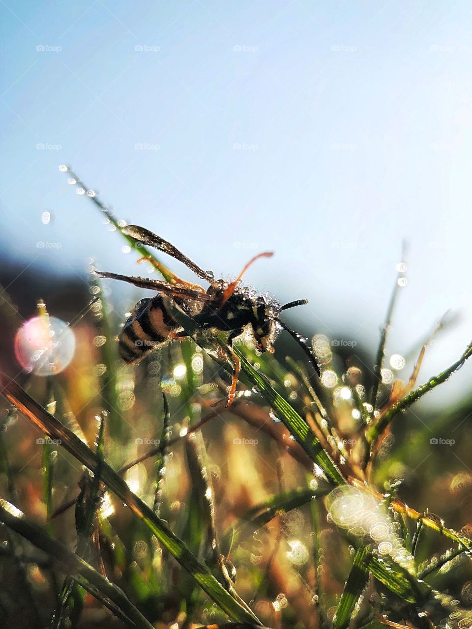 A close up of a bee on a grass