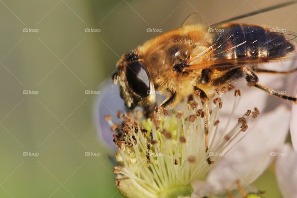 Bee pollinating on flower