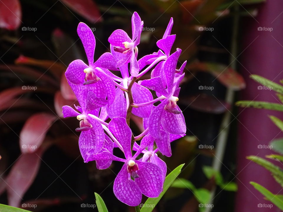 Orchid in the Garden by the bay Singapore
