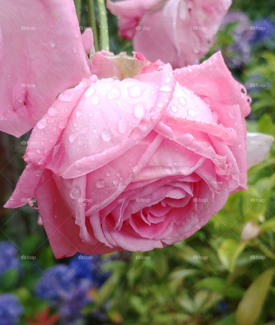 rose nass romantisch rosa Blüte Regen. natur frisch gift